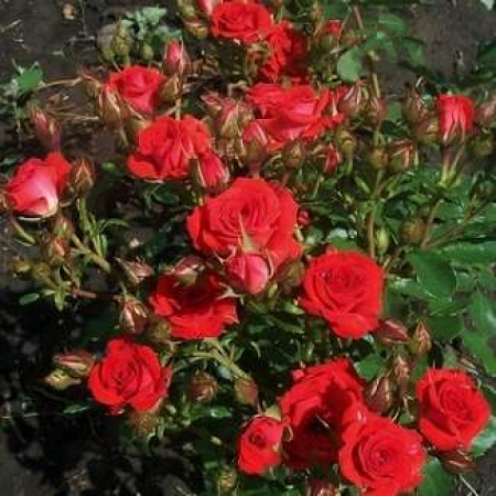 Троянда Мірабель (Однорічний, ЗКС)