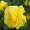 Троянда Фрезія (Однорічний, ЗКС)
