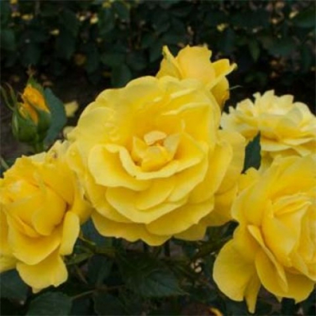 Троянда Фрезія (Однорічний, ЗКС)