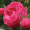 Троянда Помпонелла (Однорічний, ЗКС)