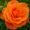Троянда Супер Трупер (Однорічний, ЗКС)