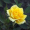 Троянда Жовта Лялька (Однорічний, ЗКС)
