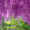 Глициния  Фиолетовый закат