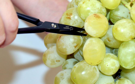 Ножницы 140 мм для прореживания ягод и винограда (лезвия 3 см – кованые), Manzana (UV-17)