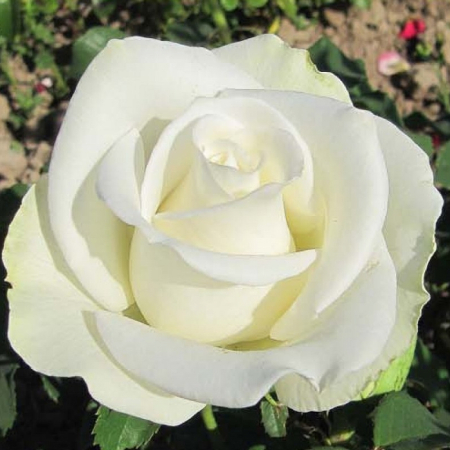 Троянда Білуга (Однорічний, ГКС)
