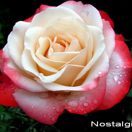Роза Ностальжі (Однорічний, ГКС)