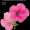 Петунія Карлик F1, темно-рожева, 50 шт (ЛАН)