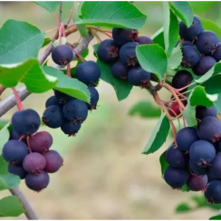 Саженец Ирга Мандам (Mandam)  Однолетний, ЗКС