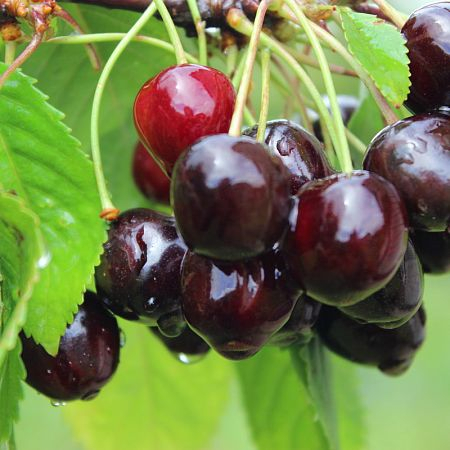 Саженец Вишня  Шпанка  Двухлетний,ОКС 
