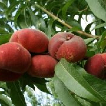 Саженец Персик Инжирный Сатурн Двухлетний,ОКС 