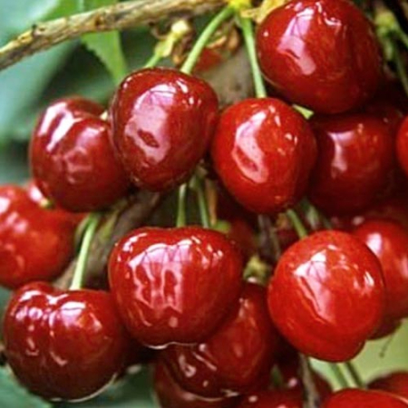 Саженец Черешня Госпожа сада Однолетний,ОКС