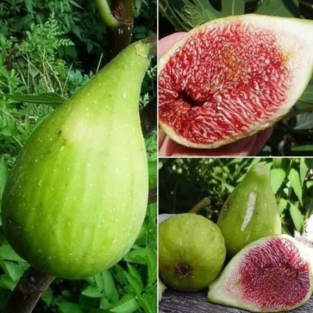 Саженец Инжир Далматский (1м) Двухлетний,ОКС 
