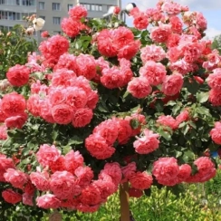 Саженец Штамбовая роза  Розариум (Rosarium) Двухлетний,ОКС 