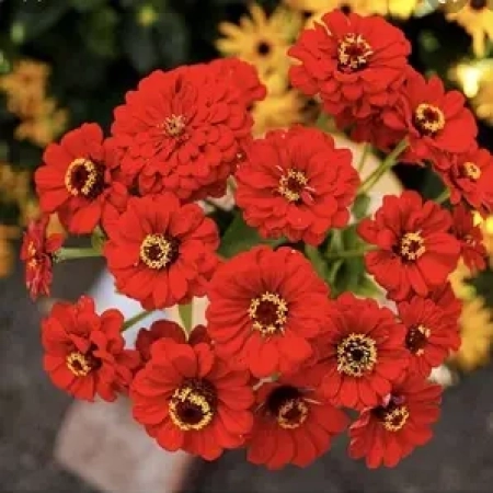 Семена Циния махровая Метеор 0,5 г