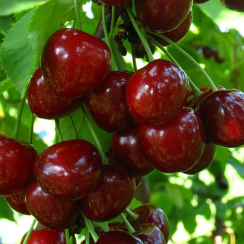 Черешня Регина (Двухлетний, ОКС)
