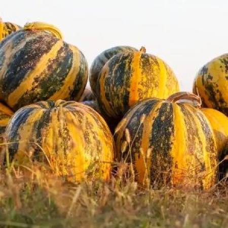 Семена Тыква Даная 100 г