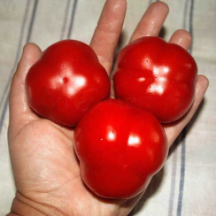 Семена Томат   Фигурный 0,1 г