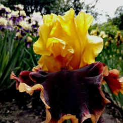 Корневище Ирис бородатый  Ancient Echoes ОКС
