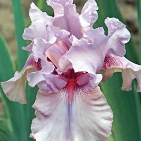 Корневище Ирис бородатый  Blushing Pink ОКС