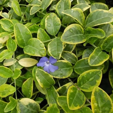 Саженец Барвинок  Блю энд Голд (Blue and Gold) ЗКС