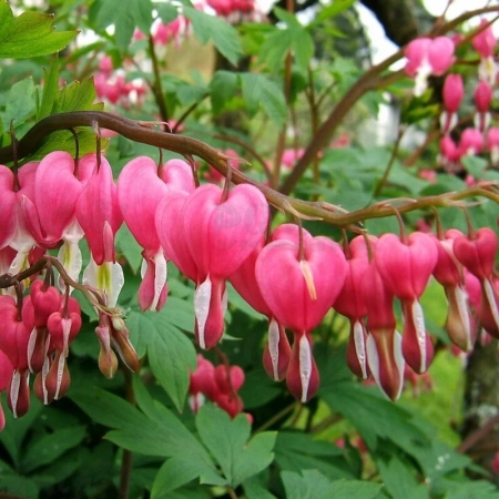 Корневище Дицентра Spectabilis ОКС