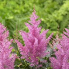 Корневище Астильба  Gloria Purpurea (Глория Пурпуреа) ОКС