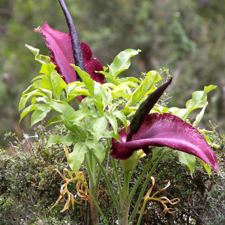 Луковица Дракункулюс Vulgaris ОКС