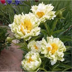 Корневище Пион ITOH Sonoma YeDo 