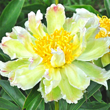 Корневище Пион Травянистый Green Lotus (Грин Лотус) 