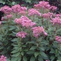 Корневище Посконник  Atropurpureum 