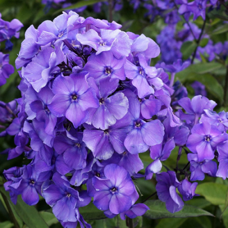 Корневище Флокс Blue Paradise 