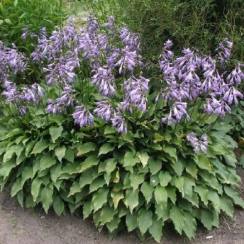 Корневище Хоста   Lancifolia (ланцетолистная) 