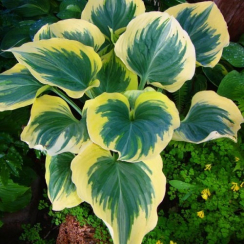 Корневище Хоста  Snowcap (Сноукап) 