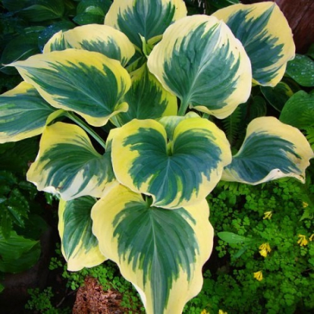 Корневище Хоста  Snowcap (Сноукап) 