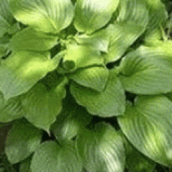 Корневище Хоста   Ovata (Овата)  