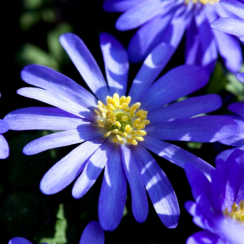   Анемона  Blanda Blue Shades (3шт.) 
