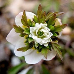  Анемона Green Fingers (Грин Фингерс) / 1 шт. 
