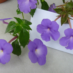  Ахименес Longiflora Major / 1 шт. 