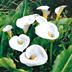  Калла Albomaculata 