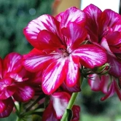 Саженец Пеларгония  Fire Burgundy Braze ангельская  ЗКС