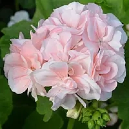 Саженец Пеларгония Light Pink зональная ЗКС