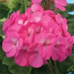 Саженец Пеларгония Night Rose зональная ЗКС