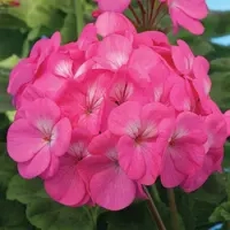 Саженец Пеларгония Night Rose зональная ЗКС