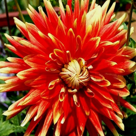  Георгина Autumn Sunburst 