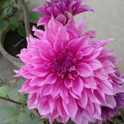  Георгина  Cafe Au Lait Rose 