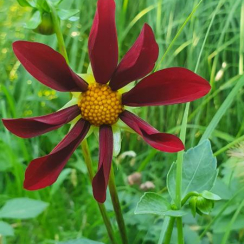  Георгина Honka Dark 