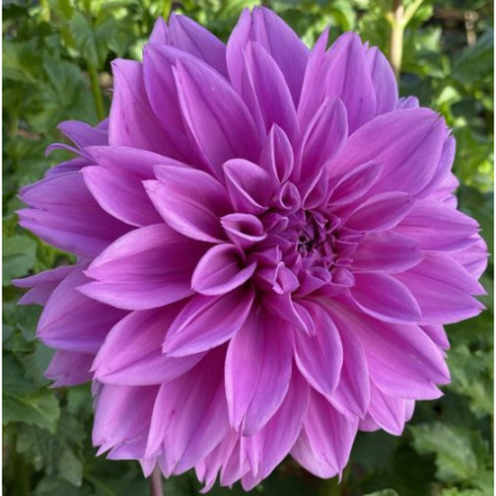  Георгина Lilac Time 