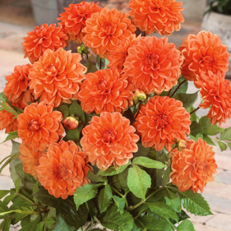  Георгина Orange Nugget 