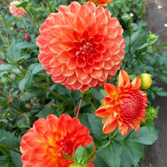  Георгина Orange Pekoe 