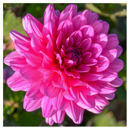  Георгина Pink Allegro 